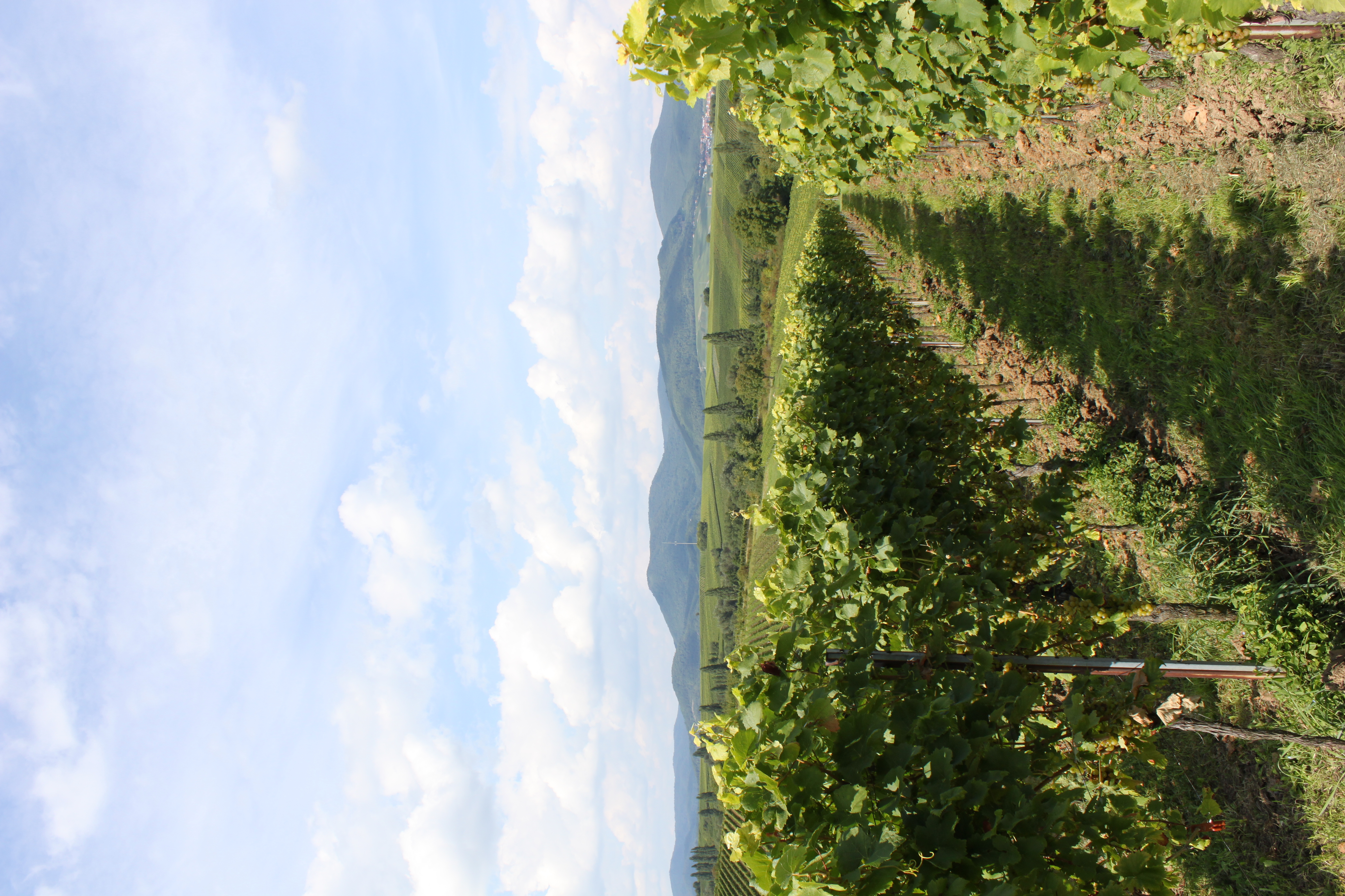 Blick auf Leinsweiler von Impflingen