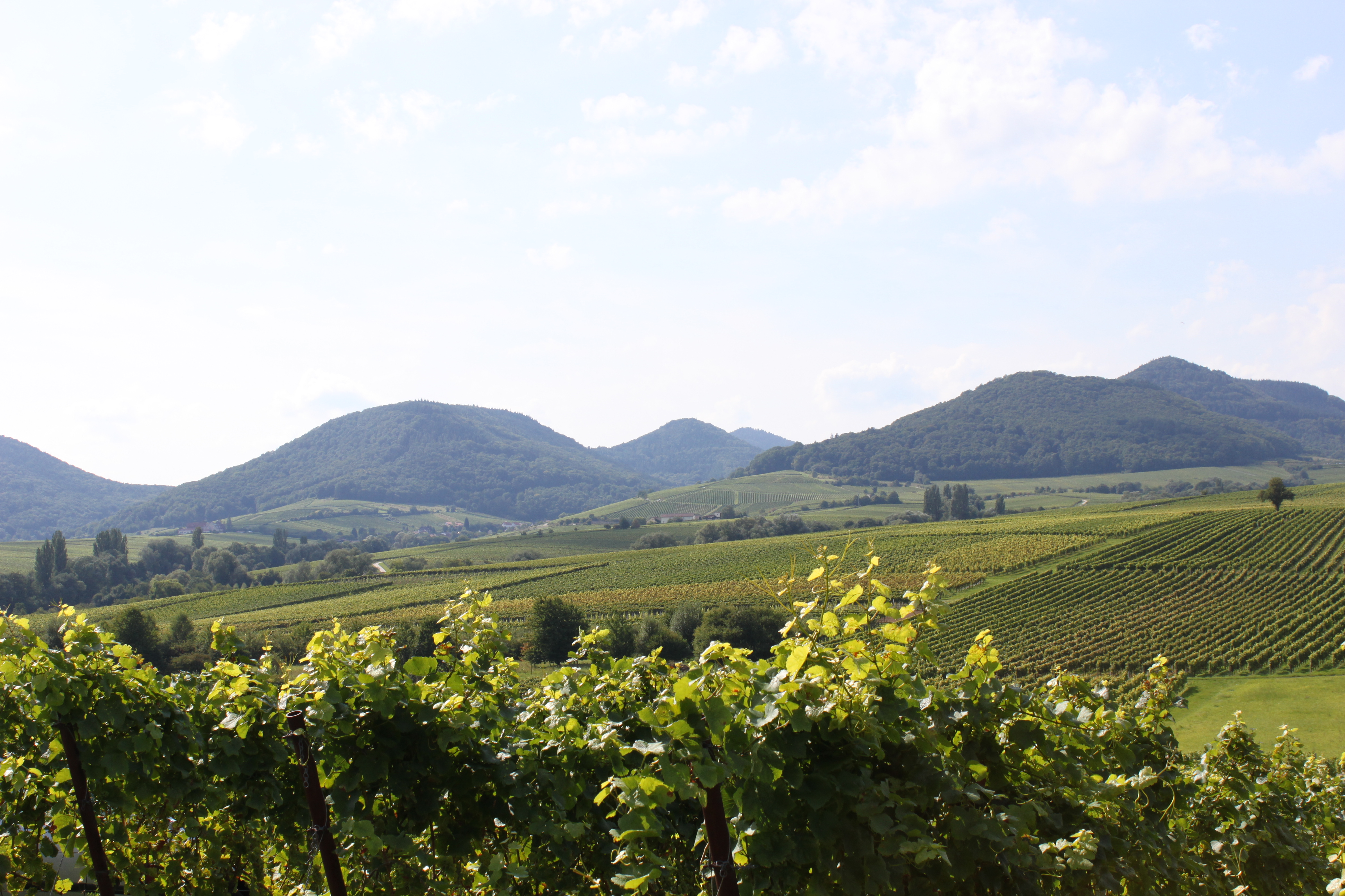 Blick auf Leinsweiler Pfalz