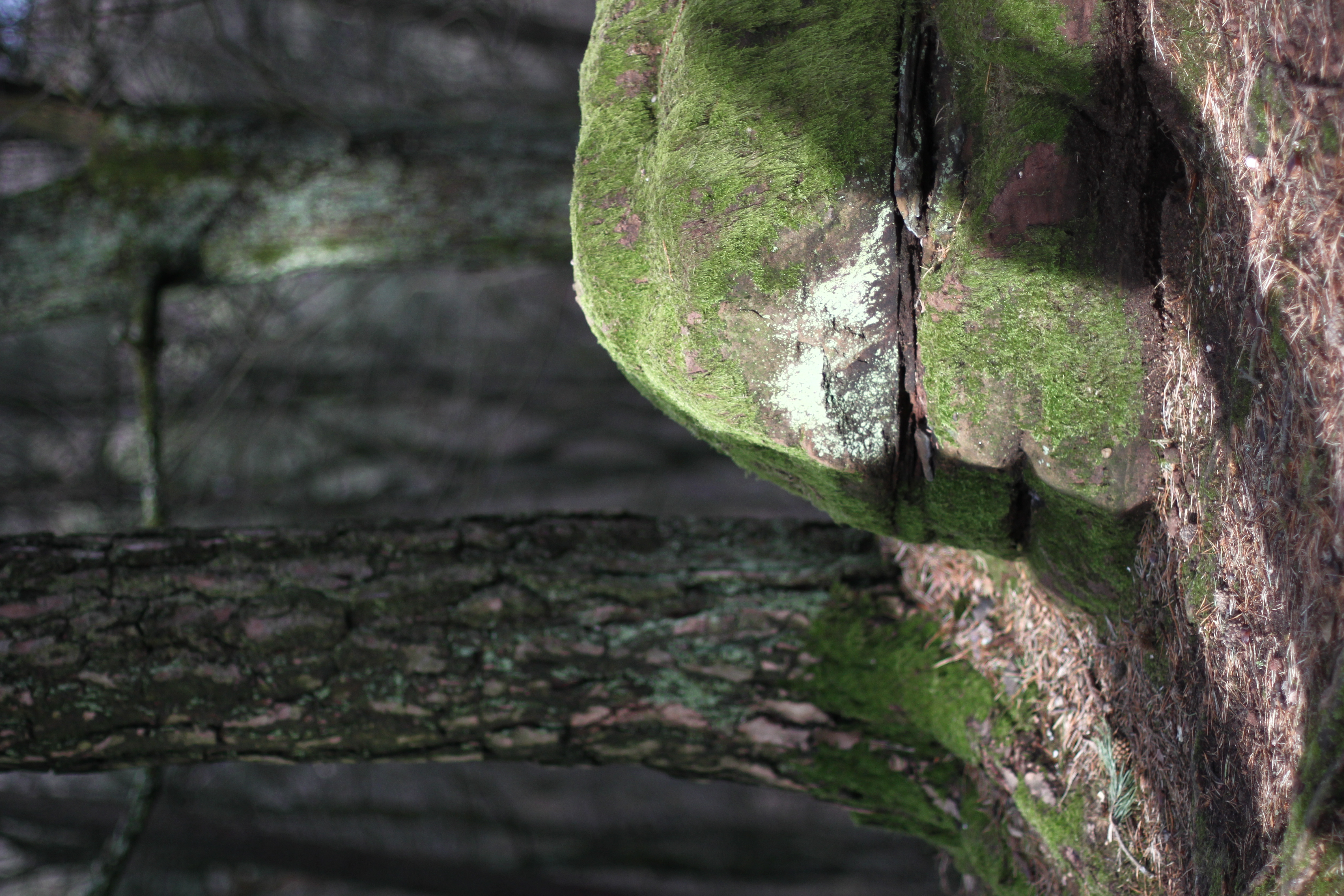 Südpfalz Pfälzer Wald