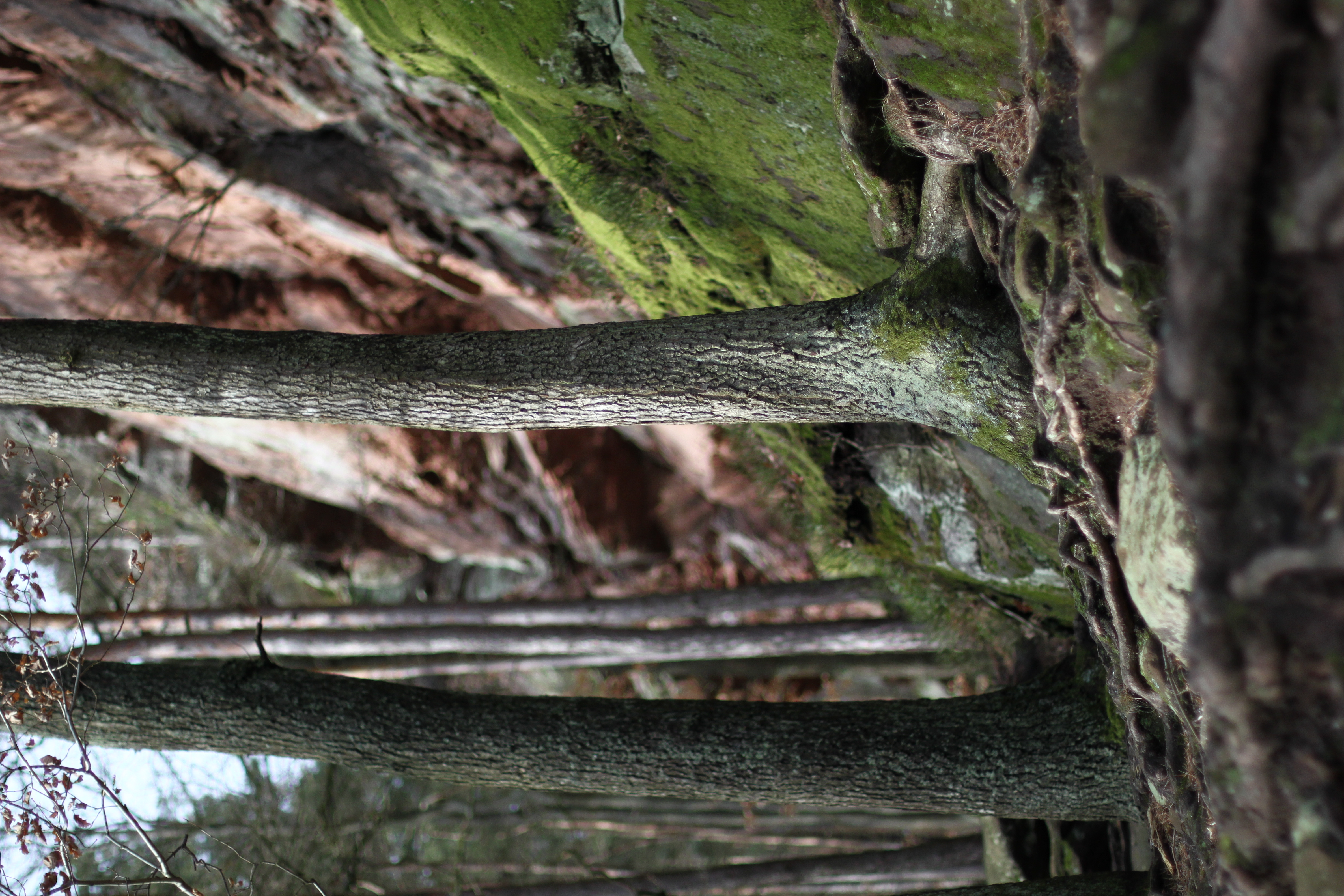 Südpfalz Pfälzer Wald