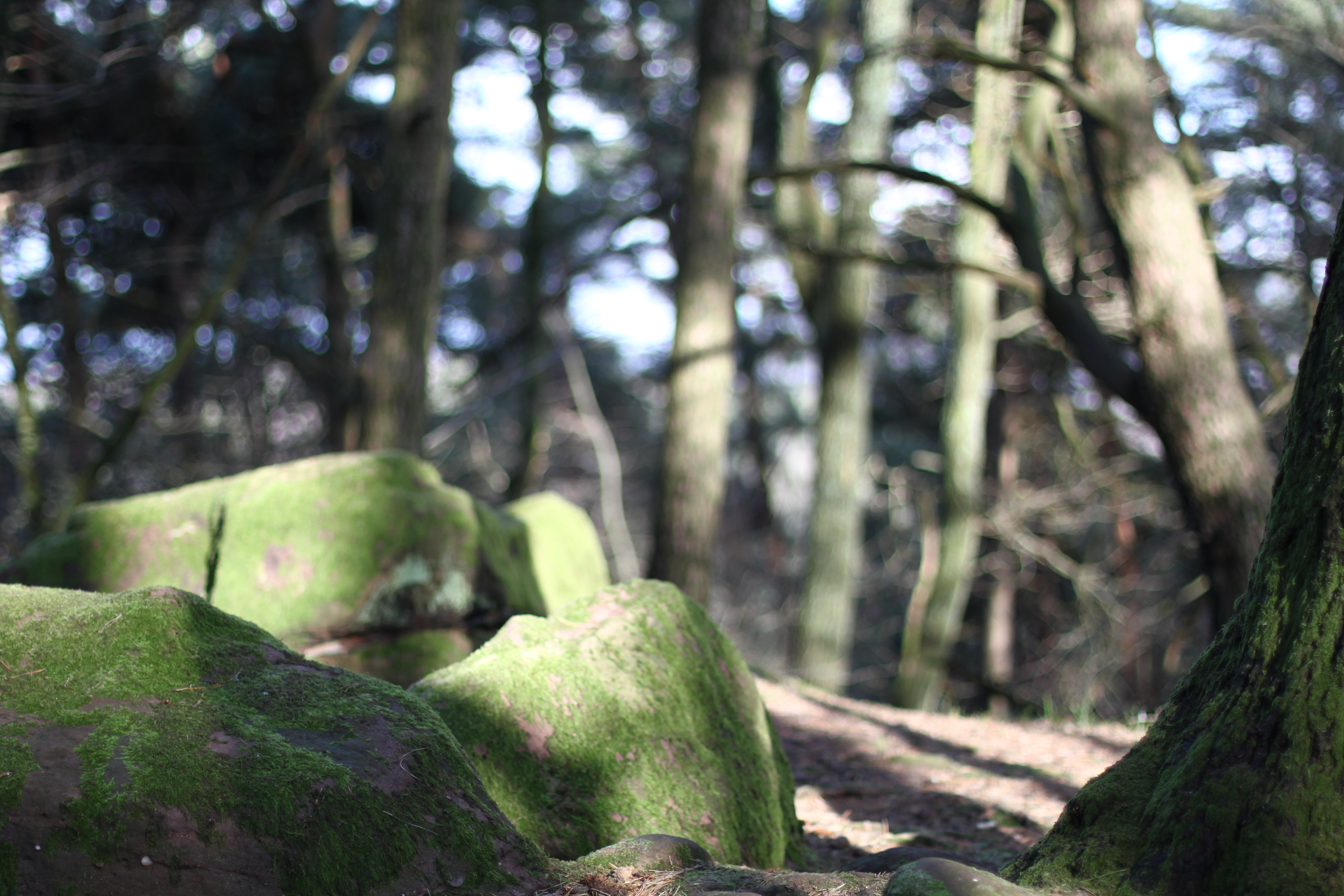 Südpfalz Pfälzer Wald