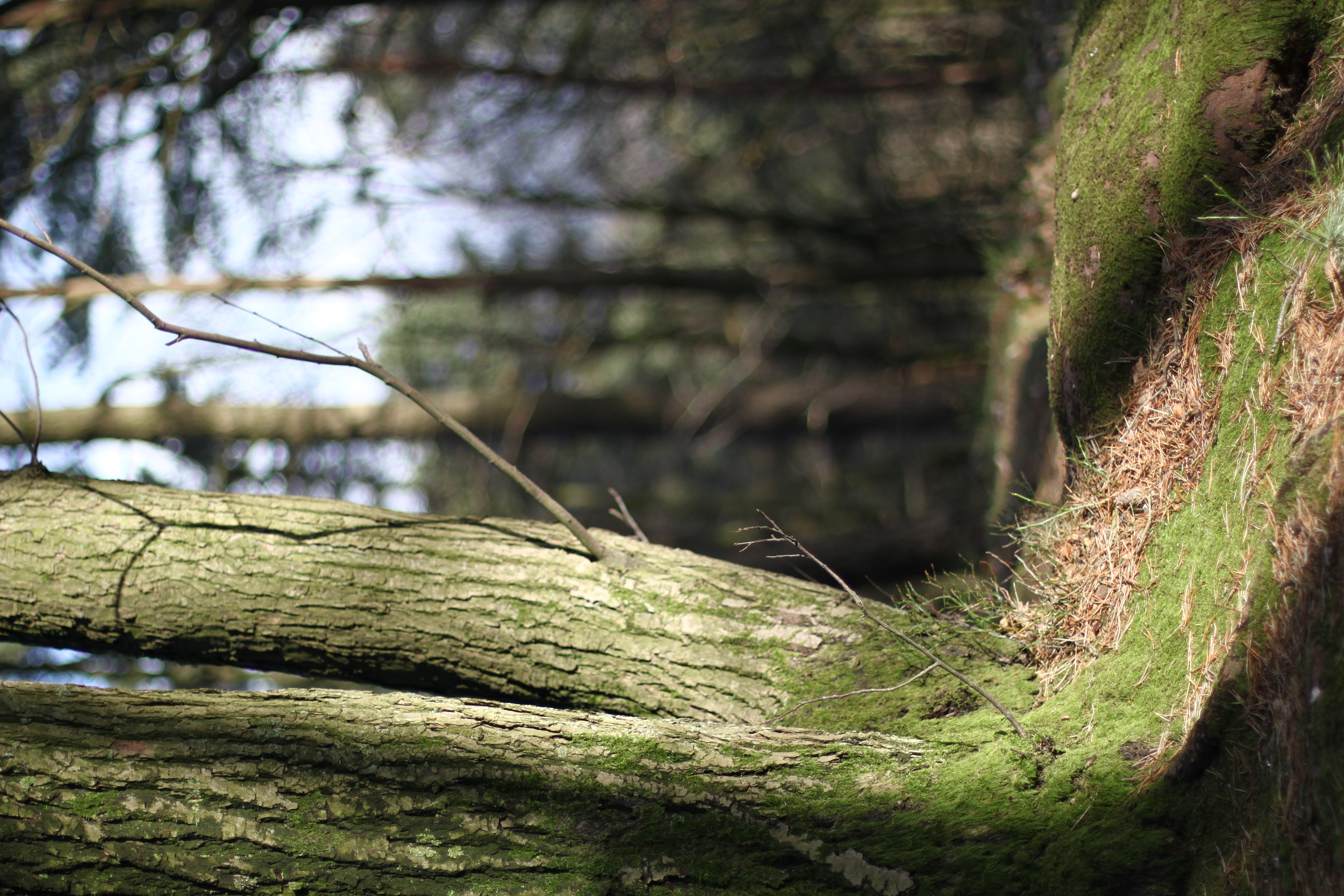 Südpfalz Pfälzer Wald